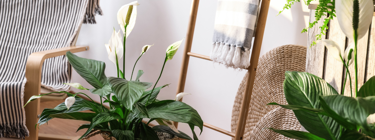 Top 5 kamerplanten voor een gezondere leefomgeving