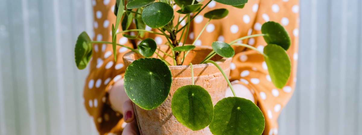 Top 5 kamerplanten voor een gezondere leefomgeving