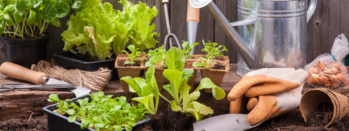 Van zaadje tot salade: tips voor de moestuin!