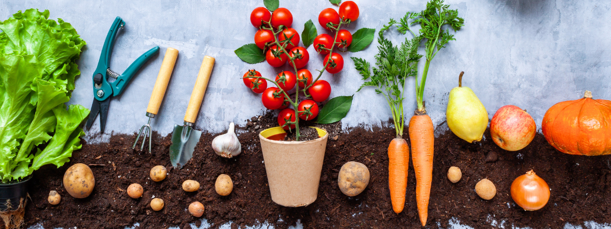 Van zaadje tot salade: tips voor de moestuin!