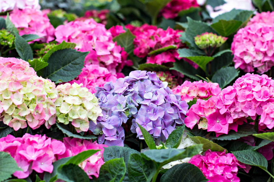 Hydrangea macrophylla