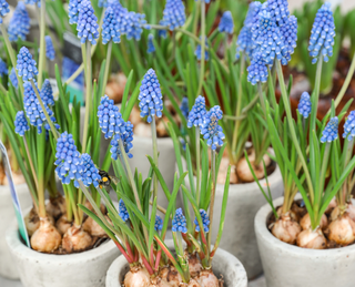 Maak je tuin en veranda lenteproof met deze tips