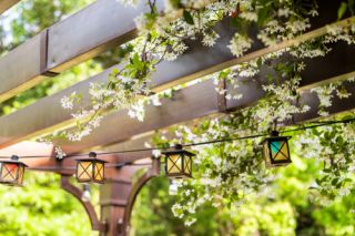 Welke planten in een veranda plaatsen?