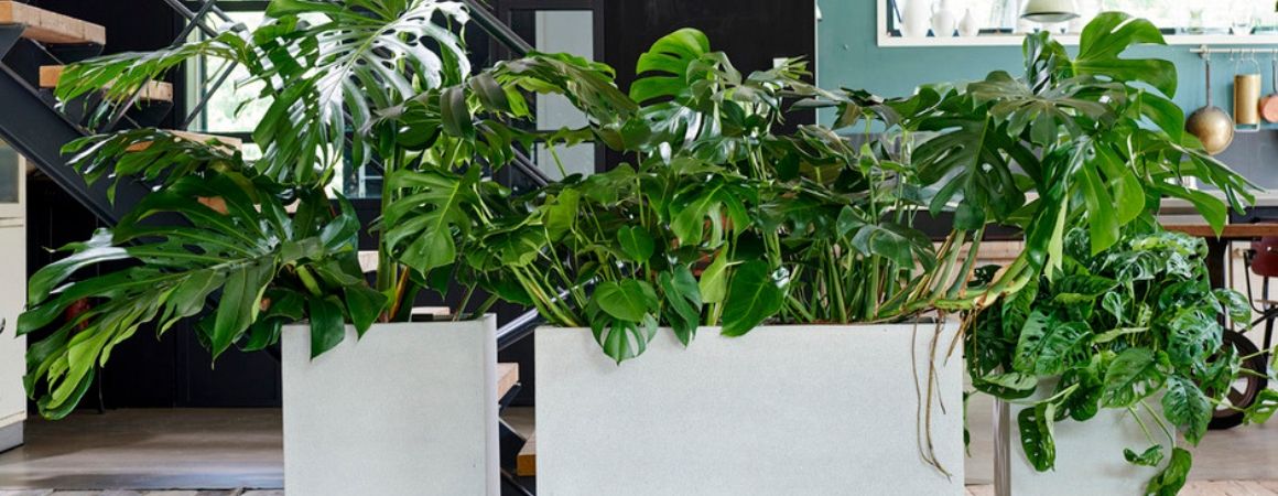 monstera in uw veranda kopen